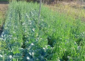 MAP Ainaro Rejista Produtu Lokal ho Volume As