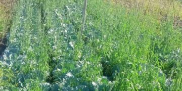 MAP Ainaro Rejista Produtu Lokal ho Volume As