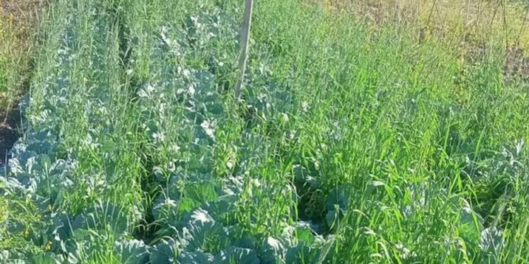 MAP Ainaro Rejista Produtu Lokal ho Volume As