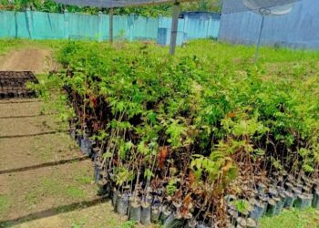 DFA Viveiros Ai-oan hamotuk 3500 PS iha Ainaro