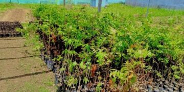 DFA Viveiros Ai-oan hamotuk 3500 PS iha Ainaro