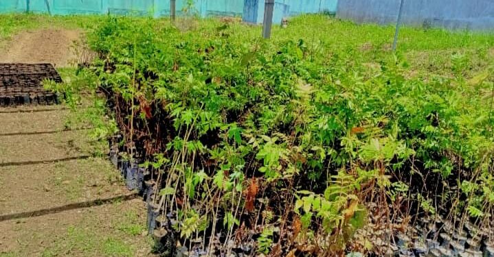 DFA Viveiros Ai-oan hamotuk 3500 PS iha Ainaro