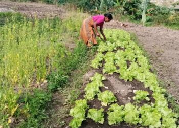 Sança Kuda-Modo Selu Oan Ba Eskola