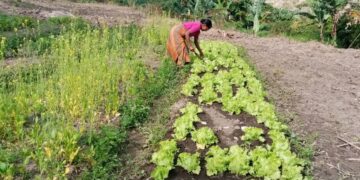 Sança Kuda-Modo Selu Oan Ba Eskola