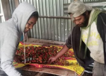 Maria lori  Strawberry selu oan ba eskola