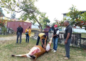 Autoridade Sira Sei Ezekuta Ordem Oho Animal Ne’ebe Lao Livre Iha Sidade Laran