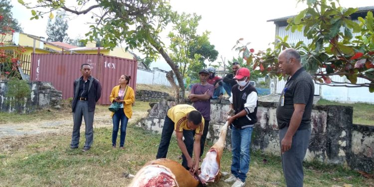 Autoridade Sira Sei Ezekuta Ordem Oho Animal Ne’ebe Lao Livre Iha Sidade Laran