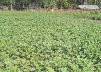 Tempu Bai-loro Modo-Tahan fo Rendimentu Diak