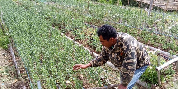 Uja Facebook Fa’an Ai-funan Fresku João Sosa Ona Motor