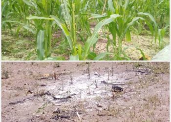 foto: peste estraga batar ektares 17 iha aldeia Bobe kosta sul batar mate hotu tanba udan be'en la to'o, iha postu administrativu Hato-udo