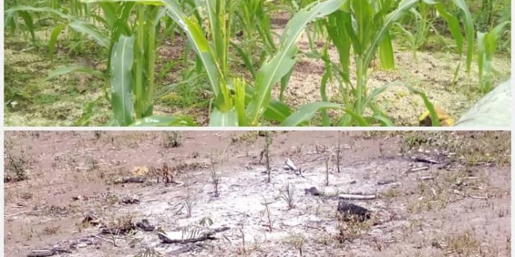 foto: peste estraga batar ektares 17 iha aldeia Bobe kosta sul batar mate hotu tanba udan be'en la to'o, iha postu administrativu Hato-udo