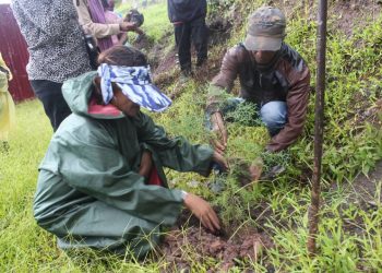 Autoridade Munisipiu Ainaro Lansa Kuda Ai-Oan Iha Mau-Ulo Ainaro
