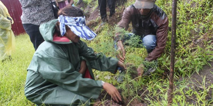 Autoridade Munisipiu Ainaro Lansa Kuda Ai-Oan Iha Mau-Ulo Ainaro