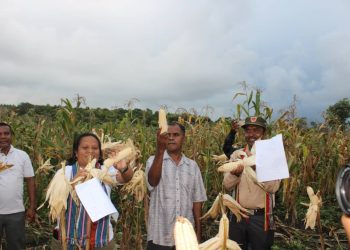 AM Ainaro Kolleta Batar Ektares 8 Husi Grupu Tastopa