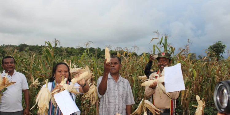 AM Ainaro Kolleta Batar Ektares 8 Husi Grupu Tastopa
