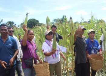 PAM-MAPPF Koleta Batar Hektares 2 Iha We-Katar Hato-udo