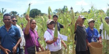 PAM-MAPPF Koleta Batar Hektares 2 Iha We-Katar Hato-udo