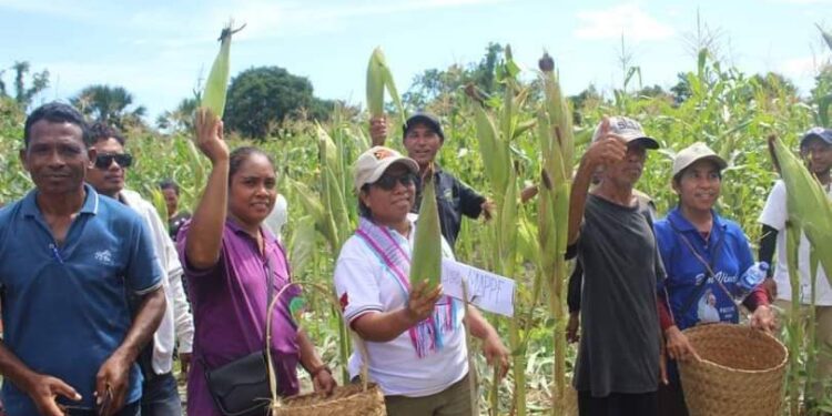 PAM-MAPPF Koleta Batar Hektares 2 Iha We-Katar Hato-udo