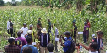 Grupu We-Katar Koileta Batar Noi-mutin Hektares Rua no Sele Hektares Ida