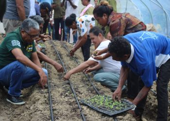 MAPPF Lansa Kuda Modo Iha Tonel ho Sistema Ingresilesiona